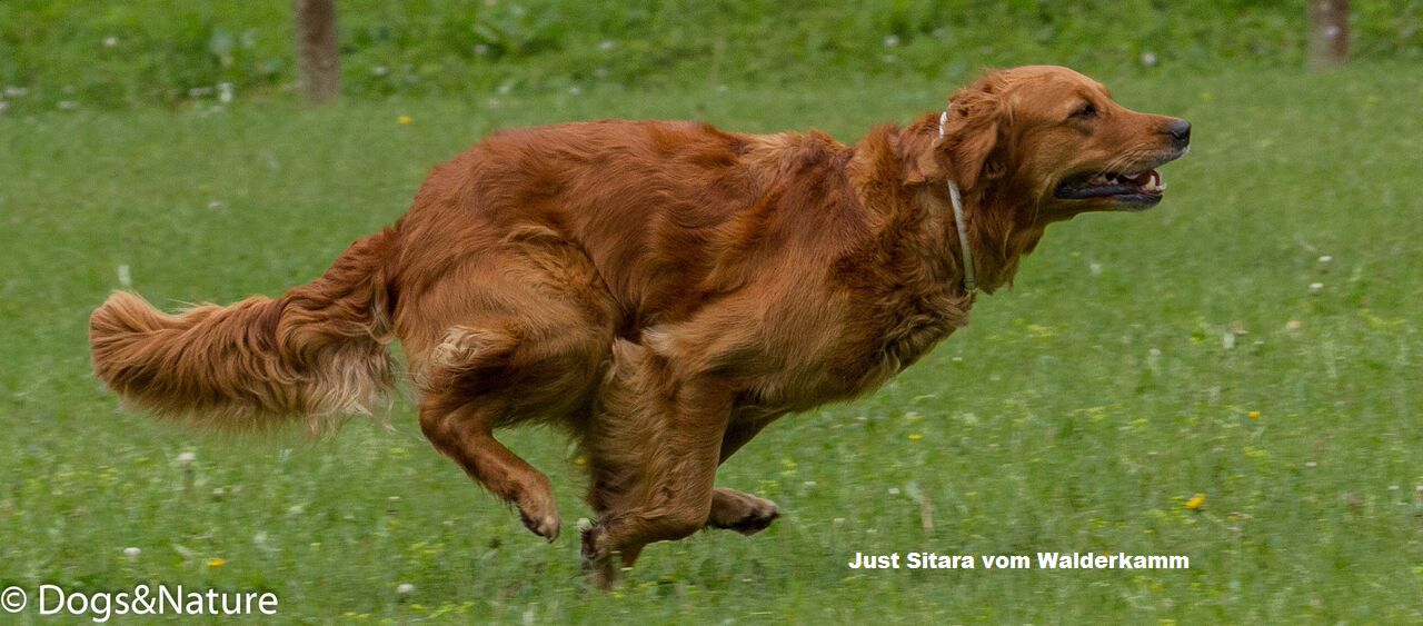 Sitara auf dem Weg zum Dummy