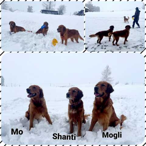 Mo Mogli Shanti 2025