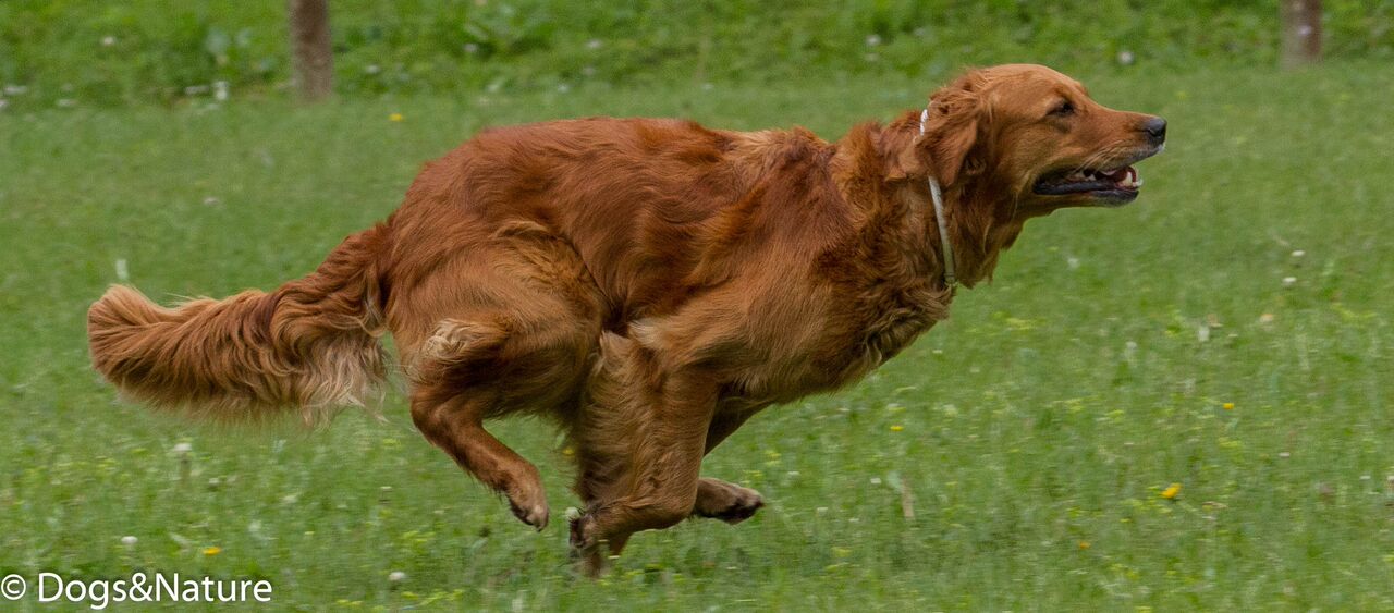 Sitara auf dem Weg zum Dummy